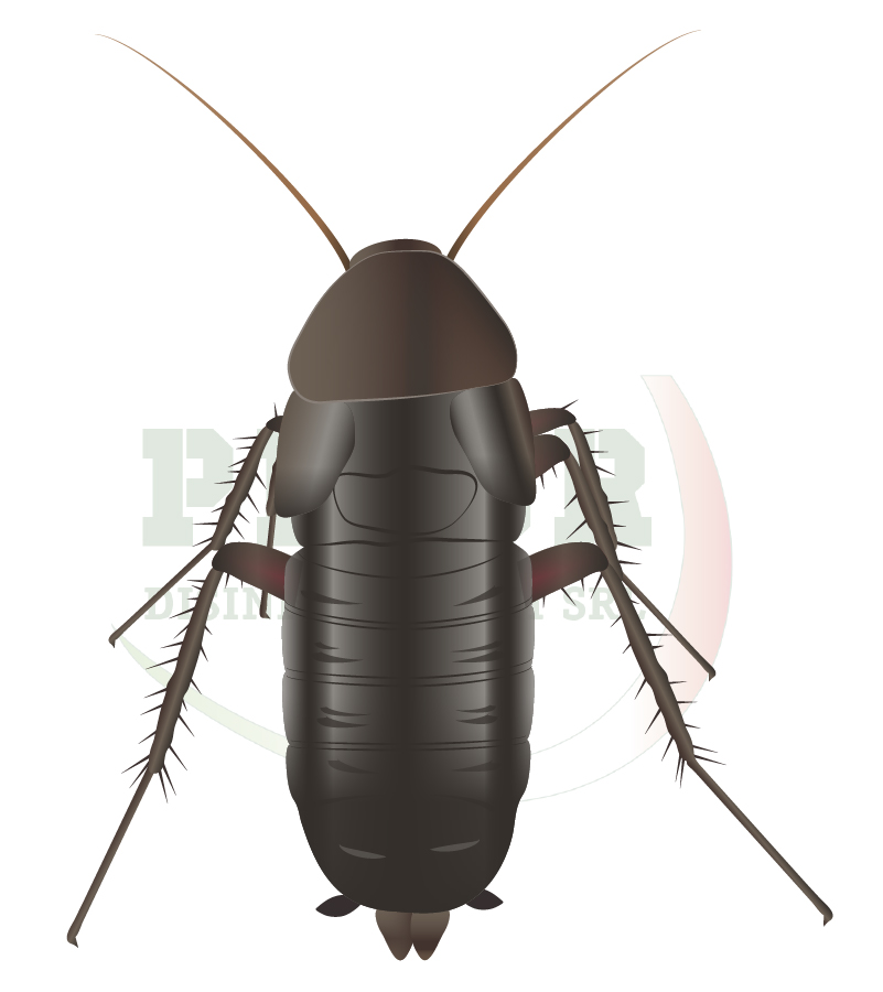 Disinfestazione Blatta orientale